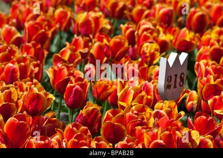 Tulip Time Festival Dutch Holland Michigan MI in den USA US Tulpen Georgette Outdoor-Verkäufe von oben niemand verschwommener Hintergrund horizontale Hi-res Stockfoto