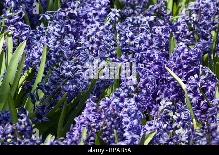 Lila Hyazinth Hyacinthus schöne blühende Blumen von oben oben oben Nahaufnahme Hintergrund horizontal in den USA US Hi-res Stockfoto