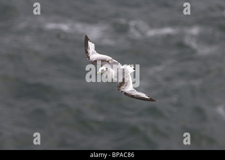 Schwarz-legged Kittiwake Rissa Tridactyla im Flug über Nordsee bei Fowlsheugh RSPB Nature reserve, Kinardineshire im Juni. Stockfoto