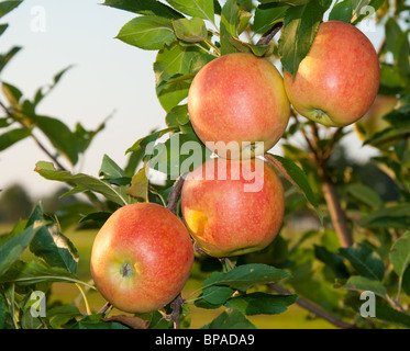Vier reife Äpfel in einem Baum Stockfoto