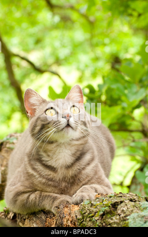 Schöne blau Tabby Katze oben in einem Baum Stockfoto