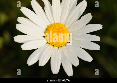 Weißen Ochsen-Auge Daisy Blumen wachsen im Médoc, Südwest-Frankreich Stockfoto