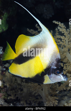 Rotes Meer Bannerfish aus Daedalus Riff vor Ägypten, Rotes Meer Stockfoto