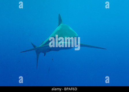 Seidige Hai schwimmen ab Daedalus Riff, Rotes Meer, vor der Küste von Ägypten Stockfoto