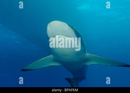 Seidige Hai schwimmen ab Daedalus Riff, Rotes Meer, vor der Küste von Ägypten Stockfoto