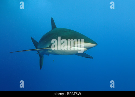 Seidige Hai schwimmen ab Daedalus Riff, Rotes Meer, vor der Küste von Ägypten Stockfoto