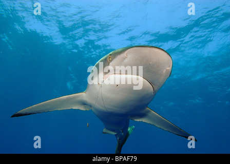 Seidige Hai schwimmen ab Daedalus Riff, Rotes Meer, vor der Küste von Ägypten Stockfoto