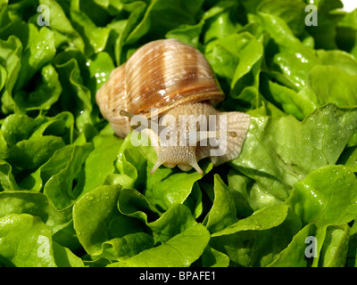 Schnecke auf Salat Stockfoto