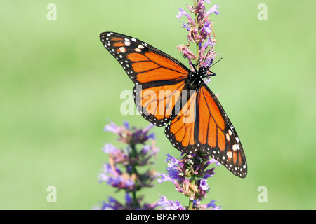 Monarchfalter Danaus Plexippus, mit Flügeln an einem Schmetterlingsstrauch Fütterung. Stockfoto