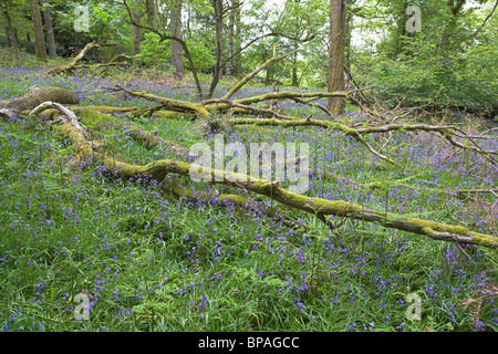 Gemeinsamen Bluebell Hyacinthoides non-Scripta Wald bei Barkbooth viel, Cumbria im Mai. Stockfoto
