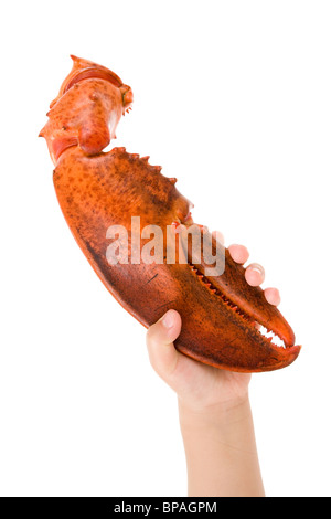 Hummergreifer mit weißem Hintergrund Stockfoto