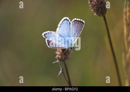 Chalkhill Blue Polyommatus Coridon männlichen Schmetterling sonnen sich auf der Anlage im Durlston Country Park, Dorset im Juli. Stockfoto