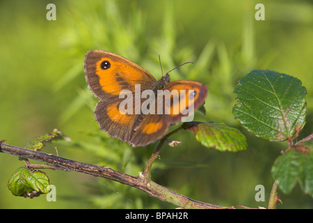 Gatekeeper Pyronia Tithonus (Hedge braun) männlichen Schmetterling Aalen auf Brombeere im Durlston Country Park, Dorset im Juli. Stockfoto