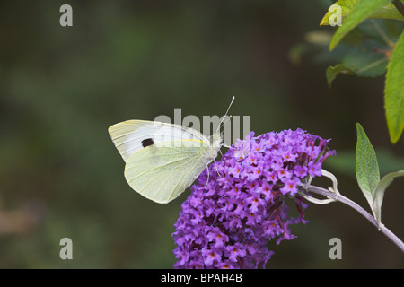 Große weiße Pieris Brassicae weibliche Schmetterlinge Nectaring auf Sommerflieder im Steinbruch im Bere Regis, Dorset im Juli. Stockfoto