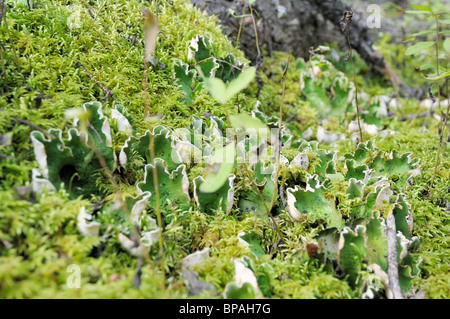 Pilz entlang des Weges grau-Eule, Prince Albert National Park. Stockfoto