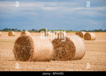 After the harvest, a field is left full of hay bales waiting for collection. Stockfoto