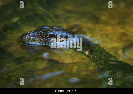 Ein Merten Wasser Waran (Varanus Mertensi) schlich in einem Pool im Litchfield National Park, Northern Territory, Australien Stockfoto