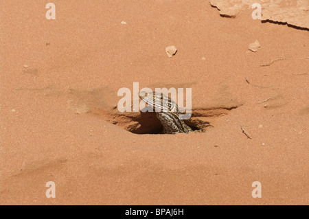 Ein Sand Monitor a.k.a. Gould Monitor (Varanus Gouldii) stossen seinen Kopf aus einem Graben in den roten Sand von Western Australia. Stockfoto