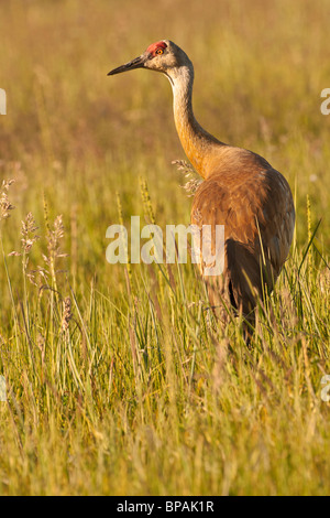 Stock Foto von einem Sandhill Kran auf einer Wiese bei Sonnenuntergang. Stockfoto