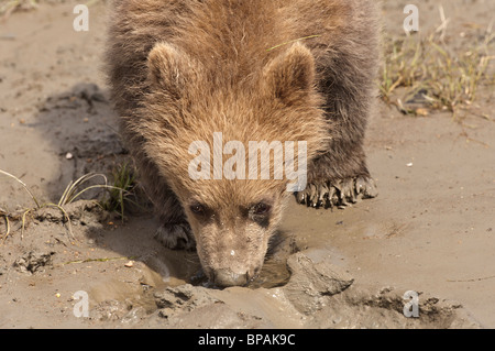 Stock Foto ein Alaskan Brown Bear Cub trinken aus eine kleine Wasserpfütze, Lake-Clark-Nationalpark, Alaska Stockfoto