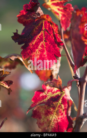 Rote Weinrebe verlässt in Herbstfarben in Rhebokskloof Winery in Paarl Region Südafrikas Weinregion. Stockfoto