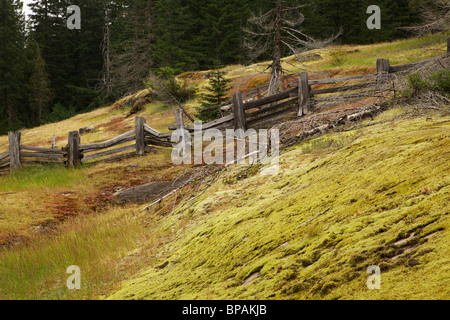 Split Zaun und Moos bedeckt Rock. Box Canyon Gebiet. Mt Rainier Nationalpark, Washington. Stockfoto