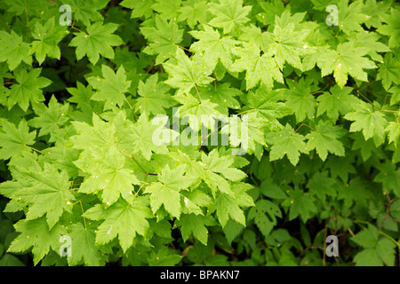 Rebe-Ahorn-Blätter (Acer Circinatum). Mount Rainier Nationalpark, Washington Stockfoto