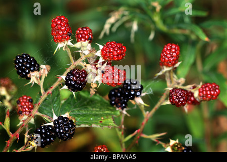 Brambles bereit für Sammlung und noch in roten Zustand am Werk. Stockfoto