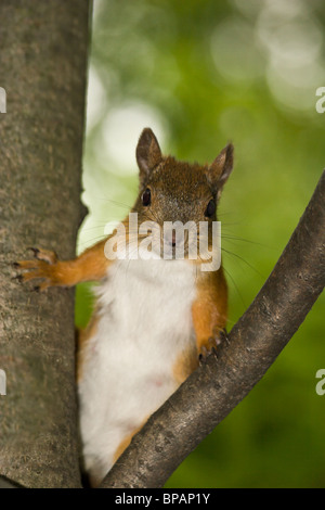 Das Eichhörnchen ist es ein nettes Nagetier, im Stadtpark zahm wird. Stockfoto