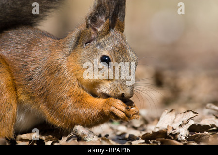 Das Eichhörnchen ist es ein nettes Nagetier, im Stadtpark zahm wird. Stockfoto