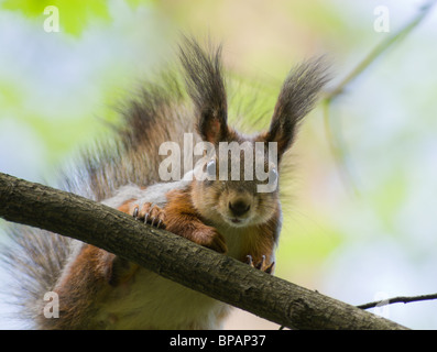 Das Eichhörnchen ist es ein nettes Nagetier, im Stadtpark zahm wird. Stockfoto