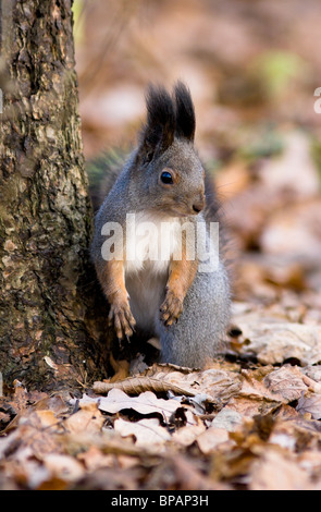 Das Eichhörnchen ist es ein nettes Nagetier, im Stadtpark zahm wird. Stockfoto