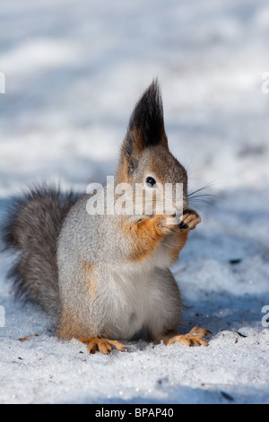 Das Eichhörnchen ist es ein nettes Nagetier, im Stadtpark zahm wird. Stockfoto