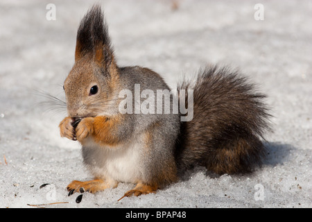 Das Eichhörnchen ist es ein nettes Nagetier, im Stadtpark zahm wird. Stockfoto