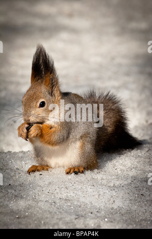 Das Eichhörnchen ist es ein nettes Nagetier, im Stadtpark zahm wird. Stockfoto