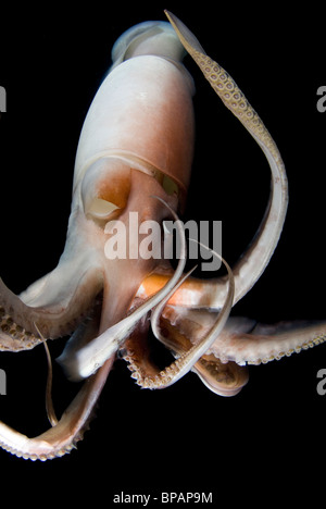Humboldt-Riesenkalmar (Dosidicus Gigas) Unterwasser nachts im Meer von Cortez, Mexiko Stockfoto