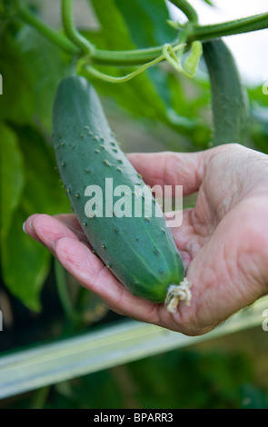 ältere männliche Gärtner hält Gurken im Gewächshaus Stockfoto