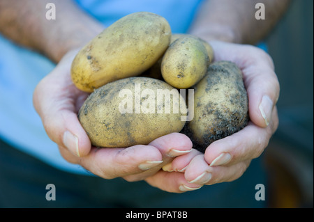Mann-Betrieb-Kartoffeln in Händen Stockfoto