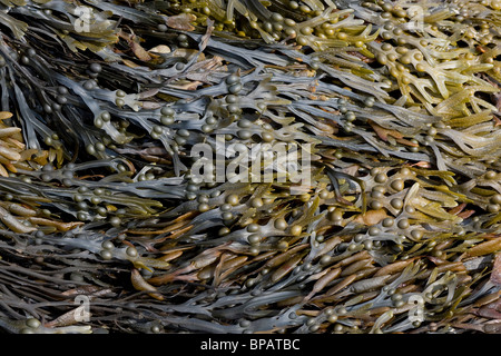 Algen am Strand Stockfoto