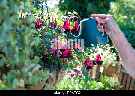 Bewässerung Fuchsia Anlage in hängenden Blumenkorb Stockfoto