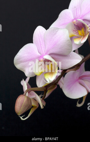 Ein Miniatur Orchid Spray gegen einen schwarzen Hintergrund. Stockfoto