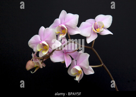 Ein Miniatur-Orchideen-Spray. Stockfoto