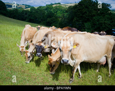 Jersey Rinder weiden in Sharpham in Devon, Großbritannien Stockfoto