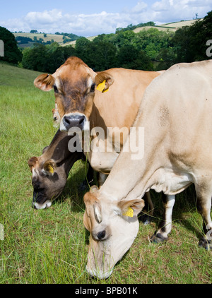 Jersey Kühe in Sharpham in Devon, Großbritannien Stockfoto