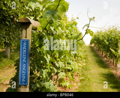 Madeleine Angevine Weinbau in Sharpham Anwesen in Devon, Großbritannien Stockfoto