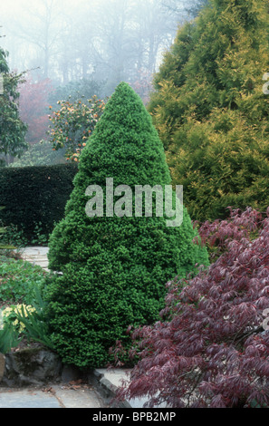 Picea Glauca var. Albertiana "Conica" wunderschöne Pyramide geformt immergrünen Baum in Gartenlandschaft mit japanischen Ahorn Stockfoto