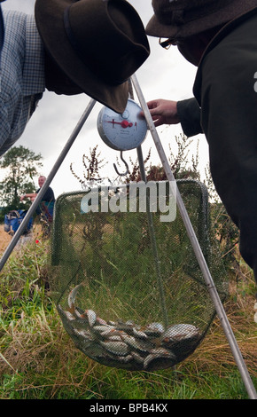 Netfull der Fisch wird nach einem Match Angeln gewogen Stockfoto