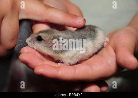 PET-Winter weiße russische Zwerg Hamster (Phodopus Sungorus) Stockfoto