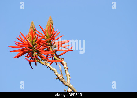 Leuchtend rote Blüten mit blauen Himmel als Hintergrund. Kaffirboom Korallen (Erythrina Caffra Thunb.) Stockfoto