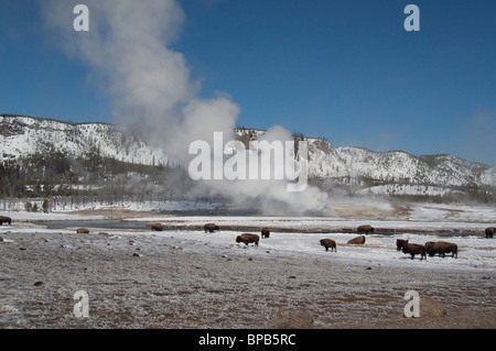 USA, Wyoming. Yellowstone-Nationalpark. Wild Yellowstone Bison im Winter neben dampfend heiße Thermalquelle. Stockfoto